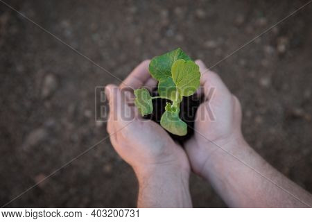 Gardener Planting A Pumpkin Seedlings. Spring Garden.
