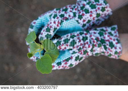 Gardener Planting A Pumpkin Seedlings. Spring Garden.