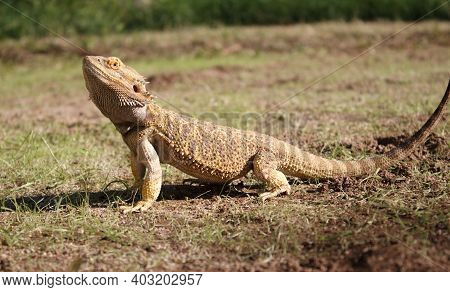 Barbed Dragon On The Ground In Profile Scientific Name Pogona Vitticeps
