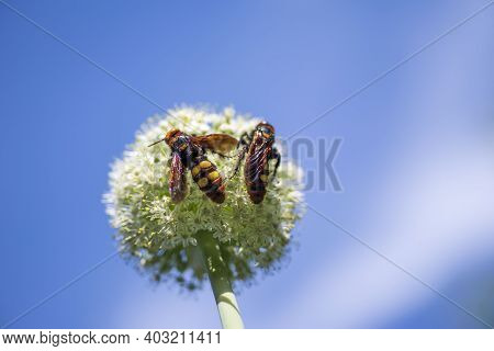 Megascolia Maculata. The Mammoth Wasp. Scolia Giant Wasp On A Onion Flower.