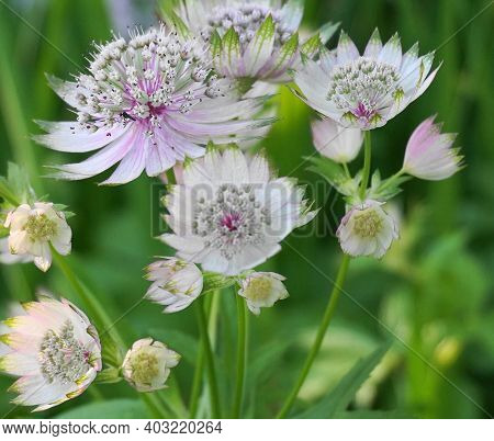 Beautiful And Delicate Astrantia Major Flowers Close Up. Common Name Great Masterwort.