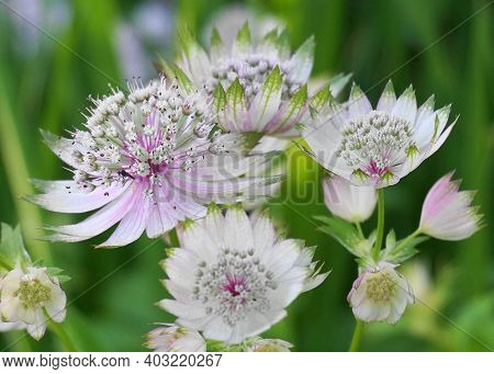 Beautiful And Delicate Astrantia Major Flowers Close Up. Common Name Great Masterwort.