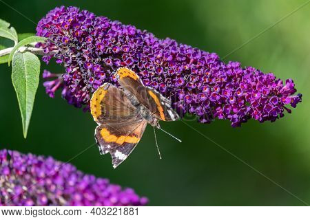 Red Admiral, Vanessa Atalanta, Butterflies On Buddleja Flower Or Butterfly Bush. High Quality Photo