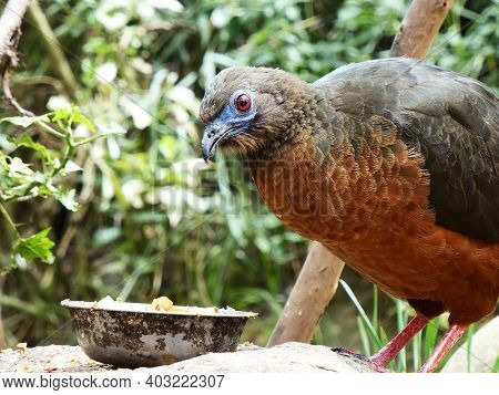 Close Up Of The Sickle-wing Turkey (chamaepetes Goudotii). Wild Bird With Long Tail, Chestnut Belly,