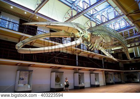 Perth, Australia - December 7, 2020: Skeleton Of A Blue Whale At The Western Australian Boola Bardip