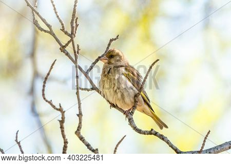 Green And Yellow Songbird, European Greenfinch Sitting On A Branch In Spring. The European Greenfinc