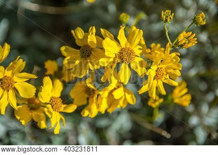 A Yellow Wolly Sunflower In Lost Dutchman Sp, Arizona