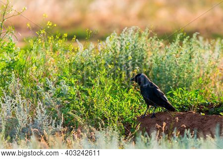 Closeup Portrait Of A Western Jackdaw Bird Coloeus Monedula Foraging In Green Grass On A Sunny Day