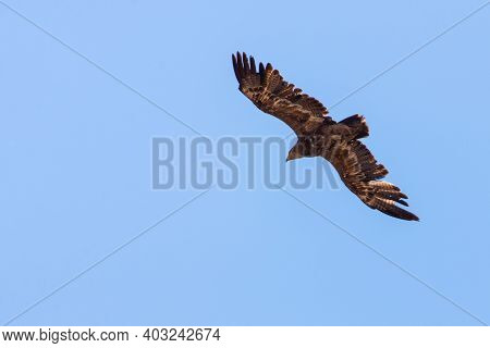 Steppe Eagle Fly In Sky With Showing Wing Spread