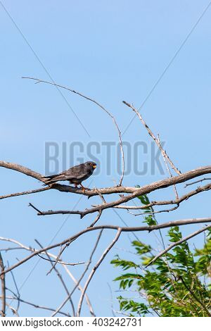 Male Red-footed Falcon Or Falco Vespertinus Sitting On Branch
