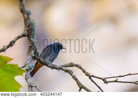A Male Eastern Black Redstart Or Phoenicurus Ochruros Rufiventris Perched On Branch