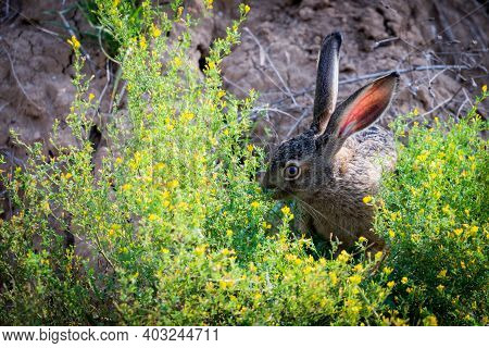 Portrait Of A Sitting Brown Hare Or Lepus Europaeus