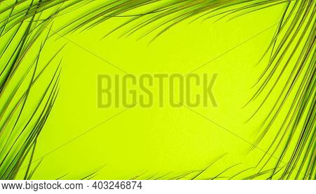 Tropical Palm Leaves On Green Background