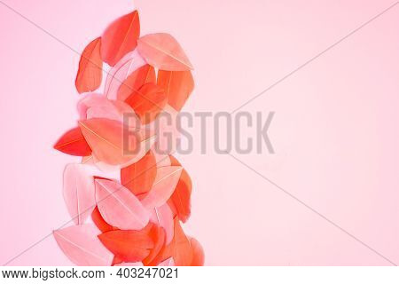 Colored Feathers On Colorful Background