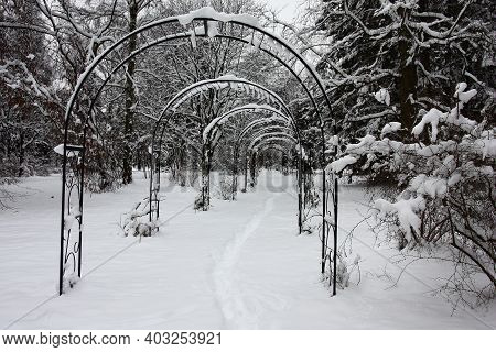 Winter In A Botanical Garden. White Fluffy Snow Dropped Out. Under Decorative Metal Arches The Narro