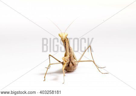 Wandering Violin Mantis, Gongylus Gongylodes, In Front Of White Background