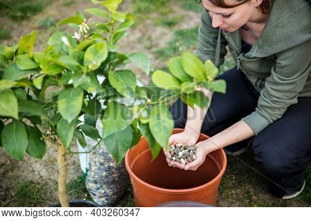 Woman Is Repotting Or Planting A Lemon Tree In A Brown Plastic Pot, Using Gravel Or Grit As Draining