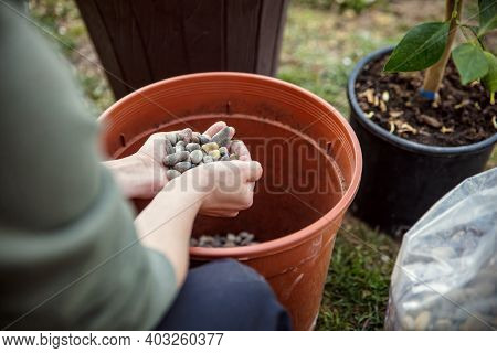 Woman Is Repotting Or Planting A Lemon Tree In A Brown Plastic Pot, Using Gravel Or Grit As Draining