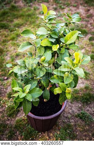 Fresh Repotted Young Lemon Tree, Standing On A Meadow In The Garden