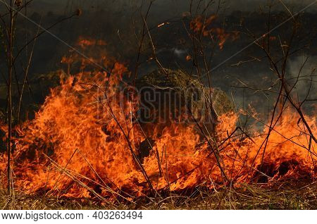 Coastal Zone Of Marsh Creek, Strong Smoke From Fire Of Liana Overgrowth. Spring Fires Of Dry Reeds D