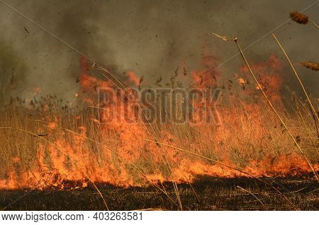 Coastal Zone Of Marsh Creek, Strong Smoke From Fire Of Liana Overgrowth. Spring Fires Of Dry Reeds D
