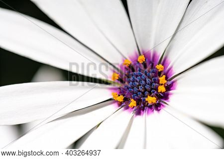 Daisy Flower Extreme Macro Closeup View With Pink Colors