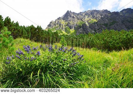 Flowers willow gentian (Gentiana asclepiadea) in Mengusovska Valley, Vysoke Tatry (High Tatras), Slovakia. Summer mountain landscape in sunny day. 