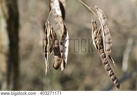 Acacia Seeds. Natural Autumn Background, White Acacia. Acacia Albida Seeds, Pod On A Tree, Fruits, S