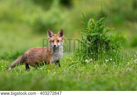 Juvenille Red Fox Standing On Meadow In Spring Nature