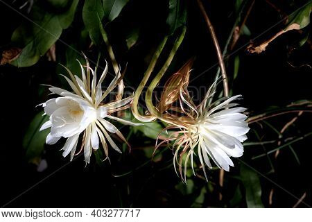 Front View Of A Two White Blossom Of The Queen Of The Night (epiphyllum Oxypetalum) Cactus Plant, Ni