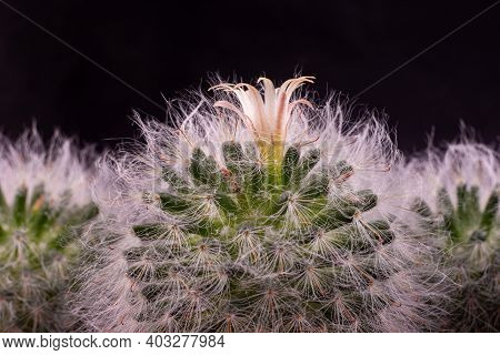 Flower Close Up Of Fluffy Cactus Espostoa