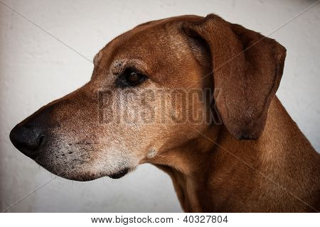 Ritratto di un cane
