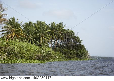 Forest And River At Orinoco Delta In Venezuela