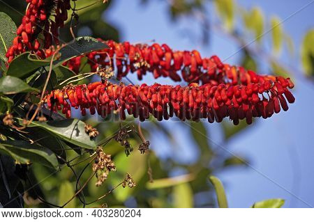 Tree Flowering At Orinoco Delta In Venezuela