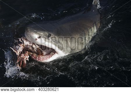 Great White Shark, Carcharodon Carcharias, Adult Breaching, False Bay In South Africa