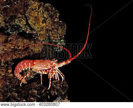 Natal Spiny Lobster, Palinurus Delagoae, South Africa
