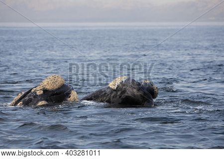 Southern Right Whale, Eubalaena Australis, Pair With Head Emerging From Sea, Hermanus In South Afric