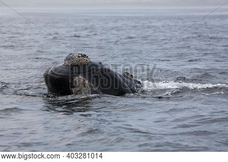 Southern Right Whale, Eubalaena Australis, Head Of Adult Emerging From Sea, Ocean Near Hermanus In S