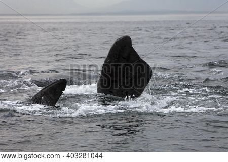 Southern Right Whale, Eubalaena Australis, Fins Emerging From Sea, Ocean Near Hermanus In South Afri