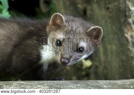 Stone Marten Or Beech Marten, Martes Foina, Portrait Of Adult, Normandy