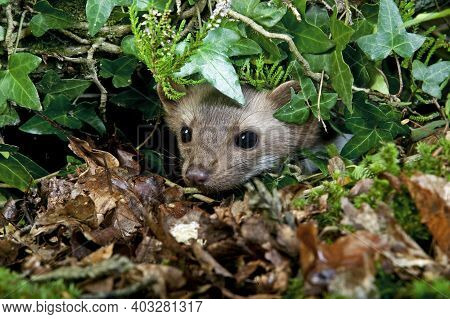 Stone Marten Or Beech Marten, Martes Foina, Adult Camouflaged Under Ivy, Normandy