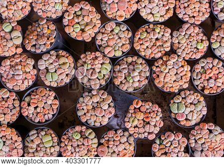 Lithops (Living stone), Cactus on flower pot