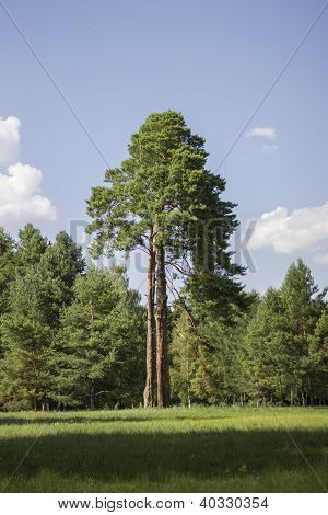 large pine