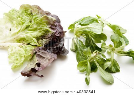 Salaatti- ja Fieldsalad