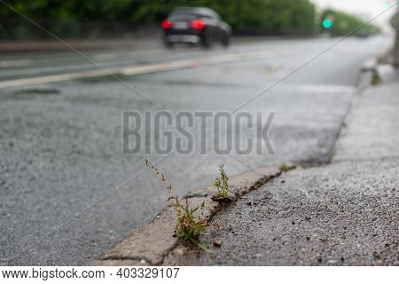 Small Bush Of Grass In The Rain, Sprout Through The Asphalt On The Side Of The Road In The City