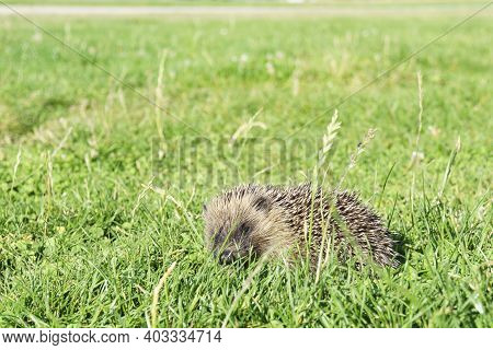 Spiny Hedgehog In Green Grass In Daytime