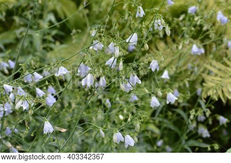 Lilyleaf Ladybell - Latin Name - Adenophora Liliifolia