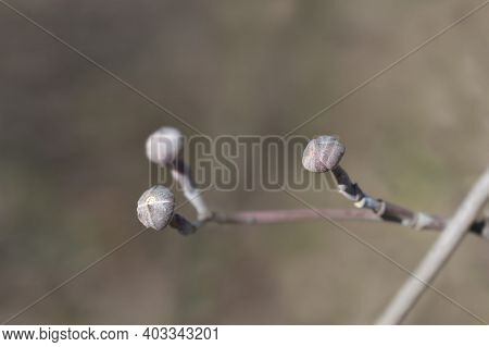 Flowering Dogwood Cherokee Chief - Latin Name - Cornus Florida Cherokee Chief