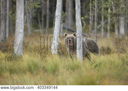 Brown Bear In The Nature Habitat Of Finland, Finland Wildlife, Rare Encounter, Big Predator, Europea