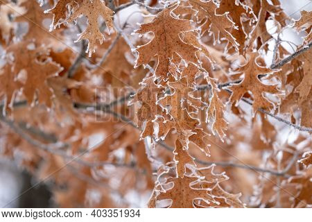 Oak Leaf Covered In Rime Ice - Selective Focs, Shallow Depth Of Field In Minnesota